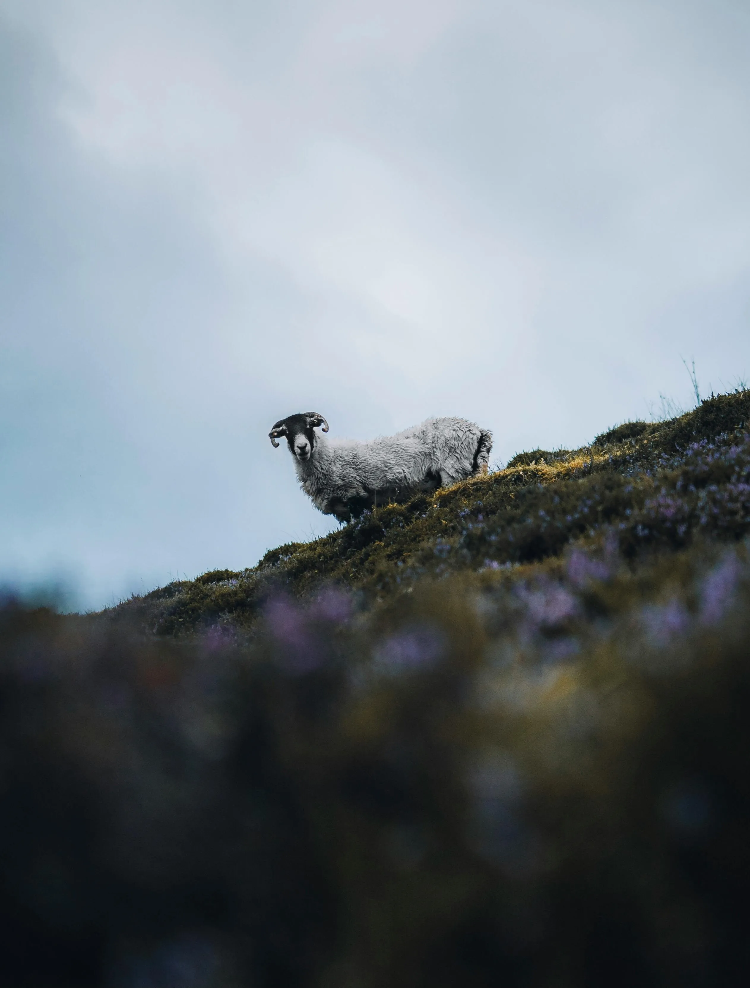 Mountain Goat Climbing on Steep Rocky Cliff with Blue Sky
