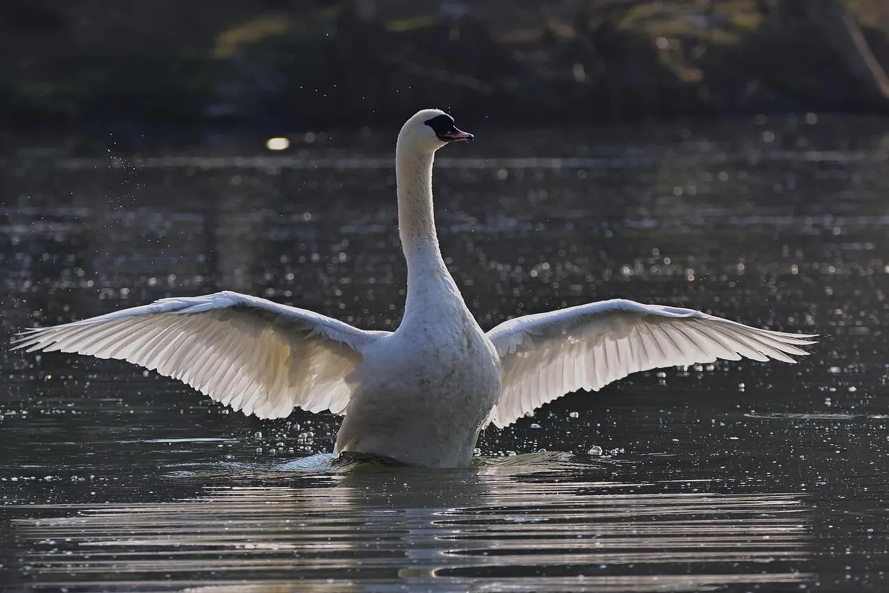 Mute Swan Spreading Wings on Water Surface Wallpaper