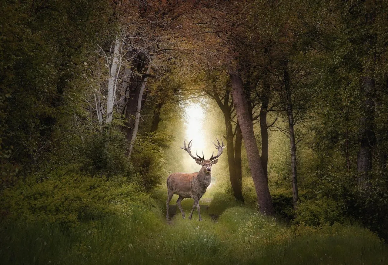 Mystical Forest Pathway Illuminated by Soft Golden Light