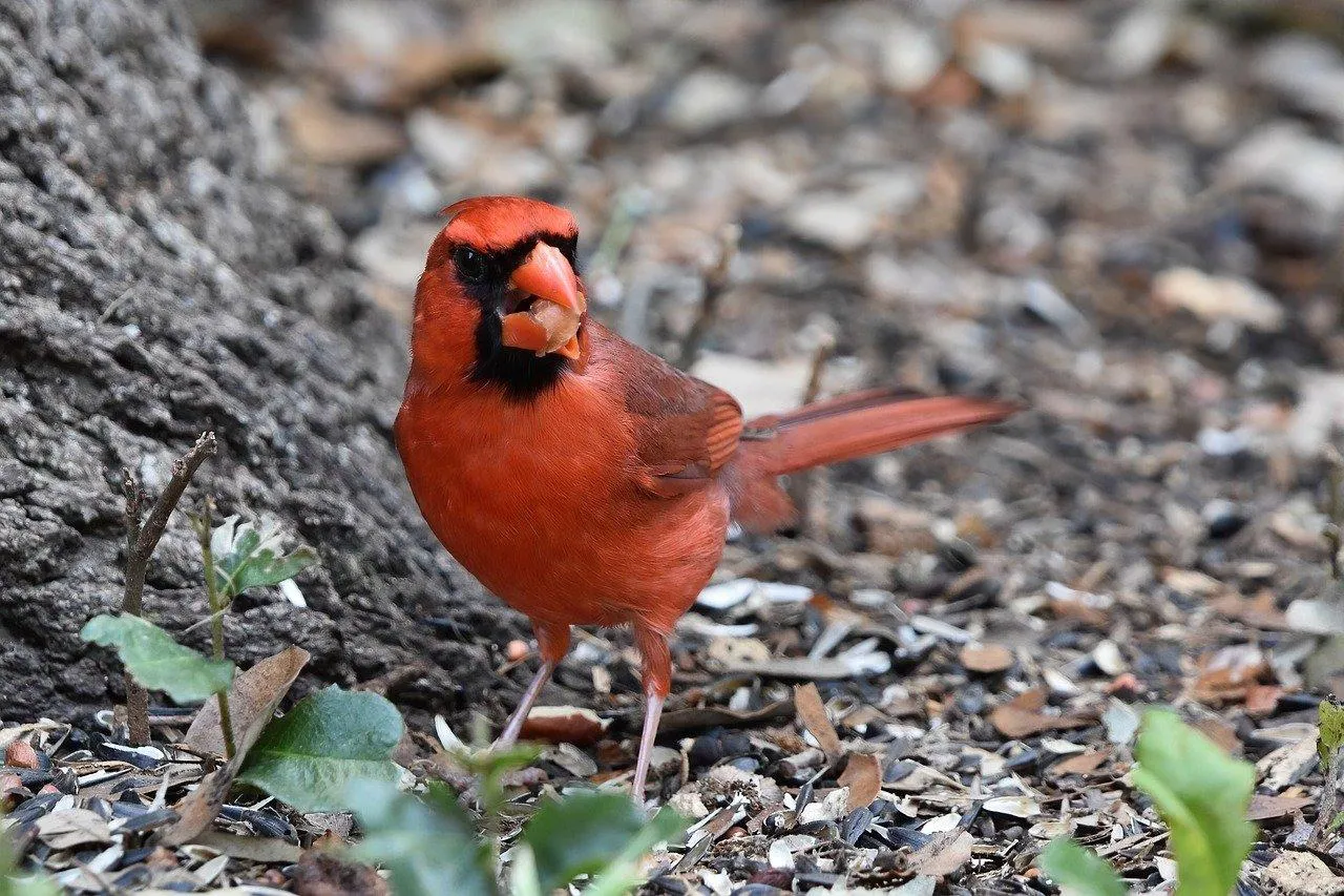Northern Cardinal Standing on Pebbled Ground Wallpaper