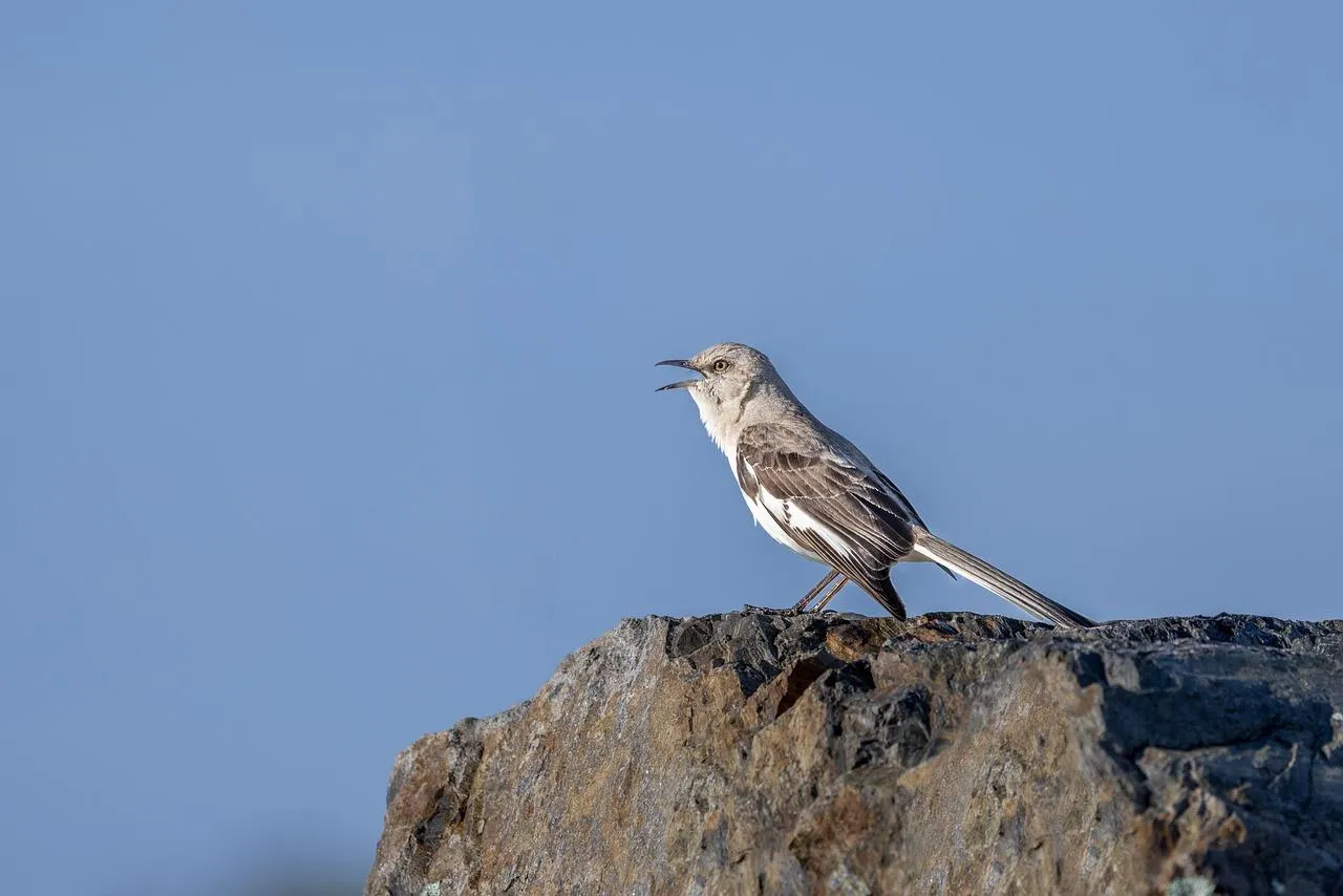 Northern Mockingbird Singing on a Rock free Wallpaper