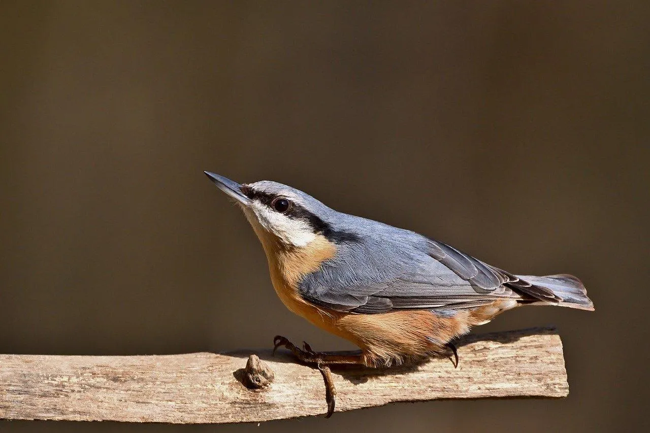 Nuthatch Bird Perched on Edge of Tree Bark Surface