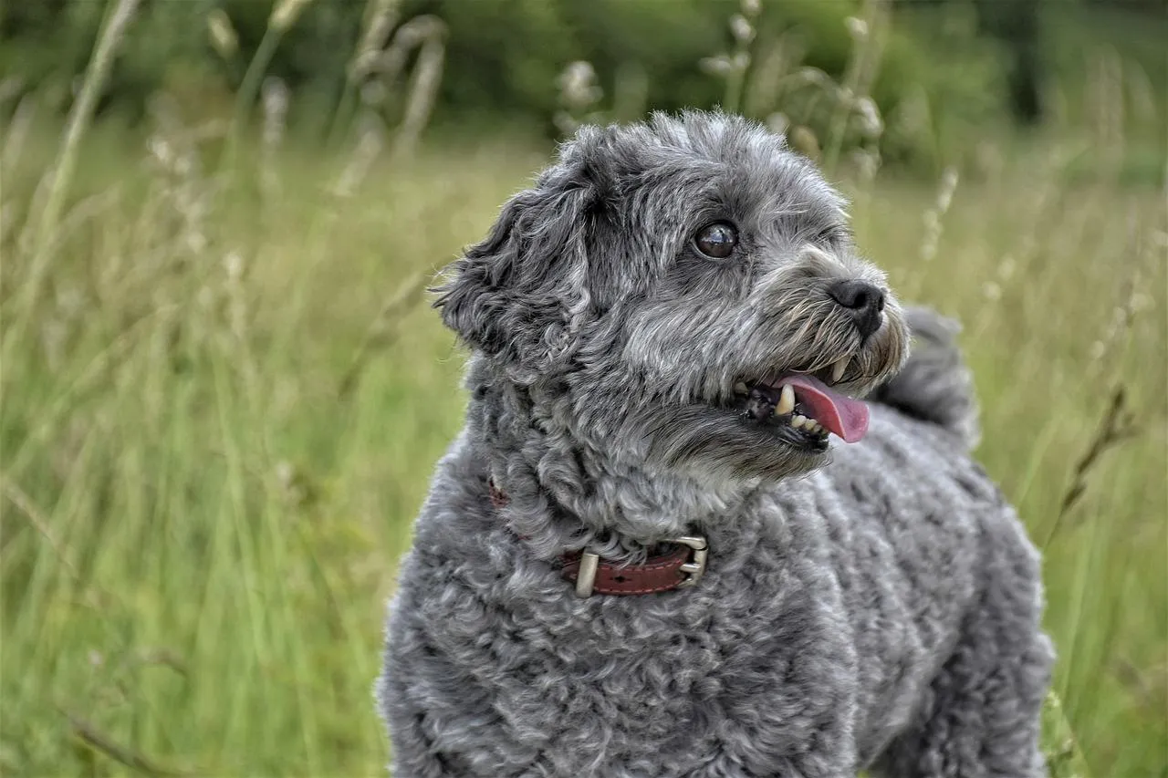 Old English Sheepdog with Mouth Open Outdoors Wallpaper