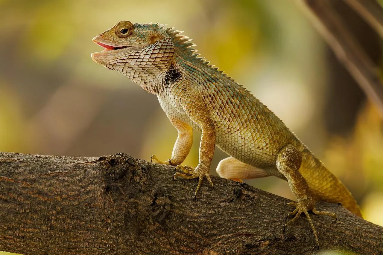 Oriental Garden Lizard Resting Calmly on Tree Branch