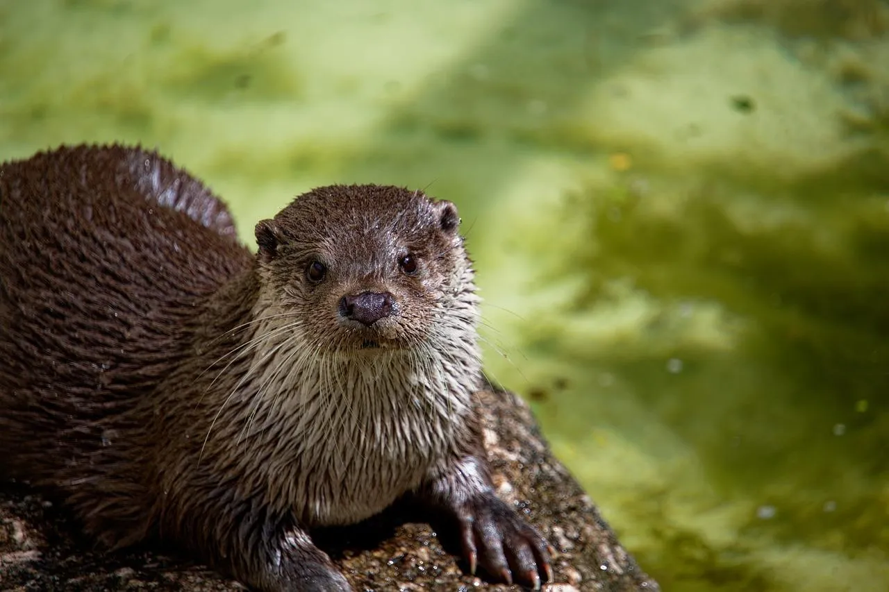 Otter lays stretched out along the muddy riverbank