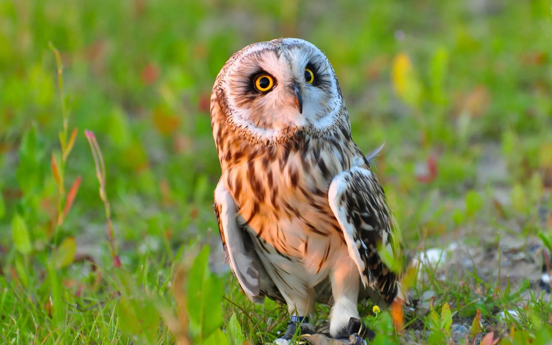 Owl Perched on Log with Intense Forward Stare Wallpaper