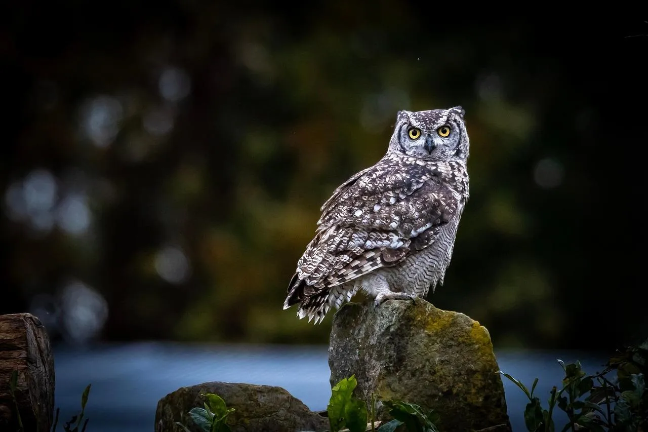 Owl resting quietly on a branch during nighttime Wallpaper