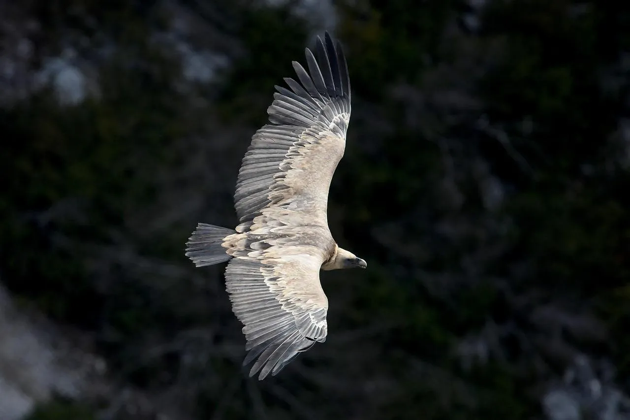 Owl soars through the dark sky in total silence Wallpaper