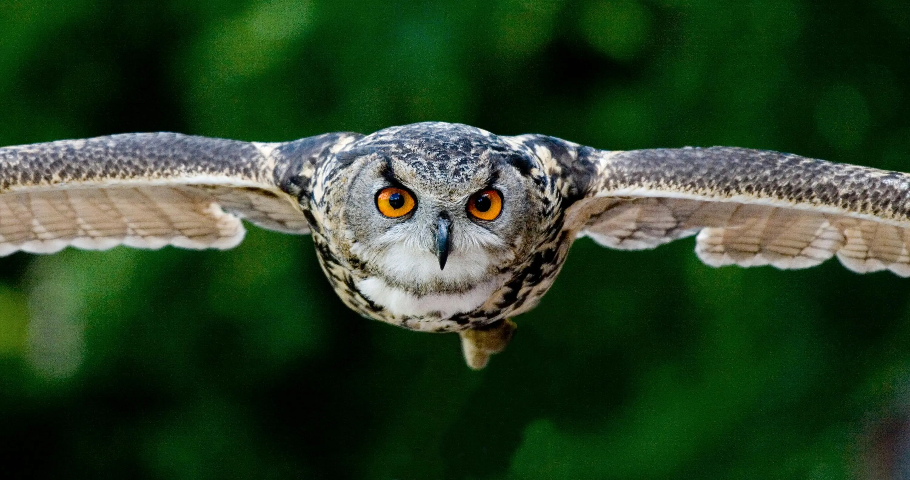 Owl staring directly while perched on a branch Wallpaper