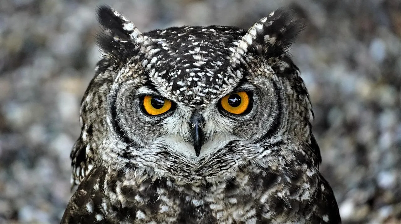 Owl Staring Intensely with Bright Yellow Eyes Wallpaper