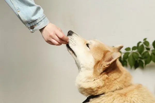 Owner Feeding a Golden Dog with Plants in the Background