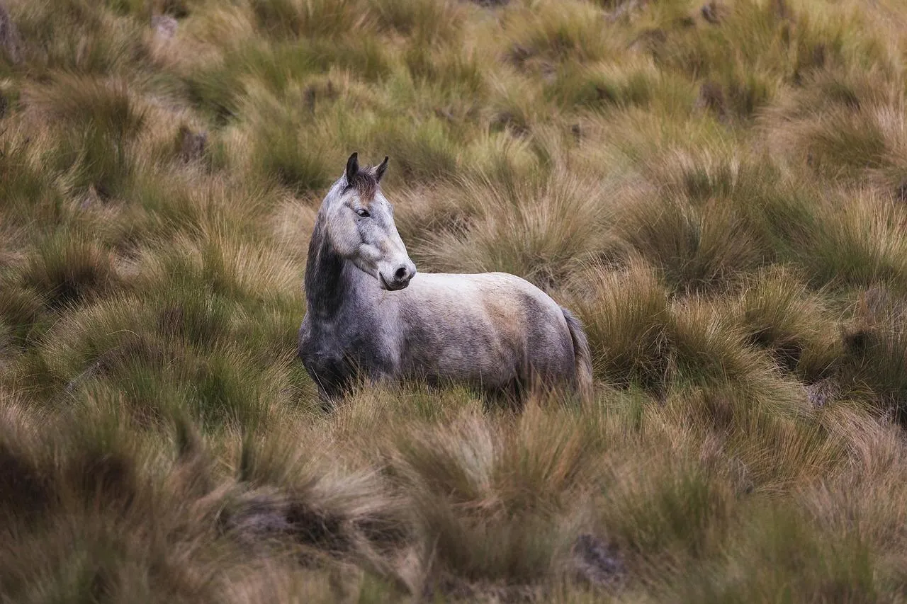 Pair of Donkeys Standing Close on Open Plain Wallpaper