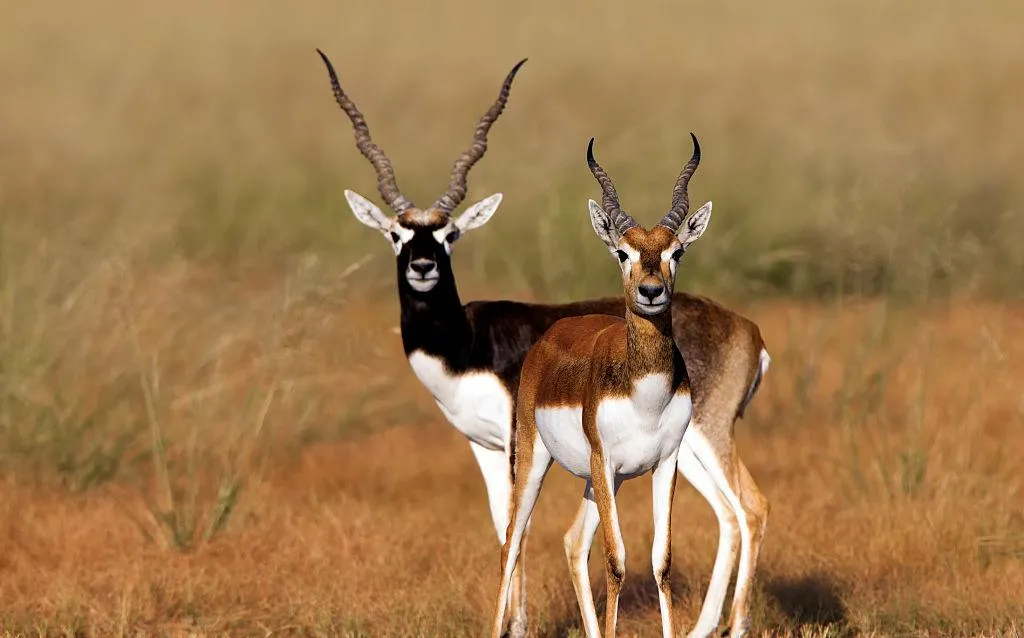 Pair of Elegant Deer Standing Calm in Natural Habitat
