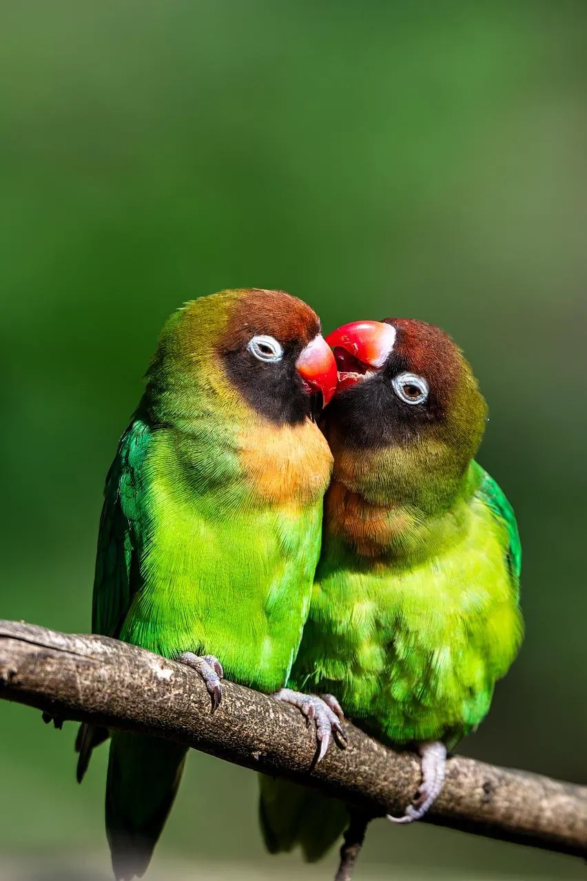 Pair of green lovebirds cuddling on a branch Wallpaper