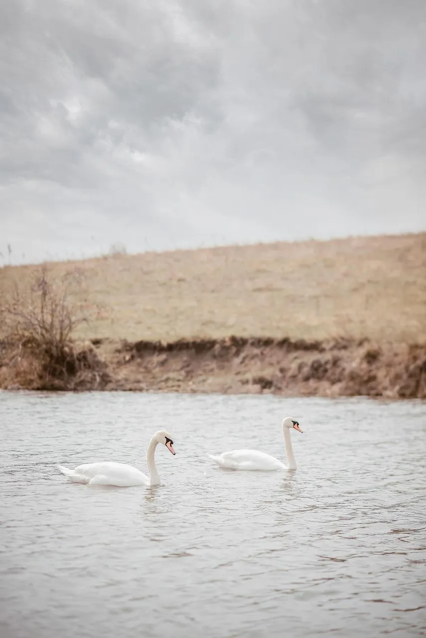 Pair of White Swans Swimming on a Calm Lake Wallpaper