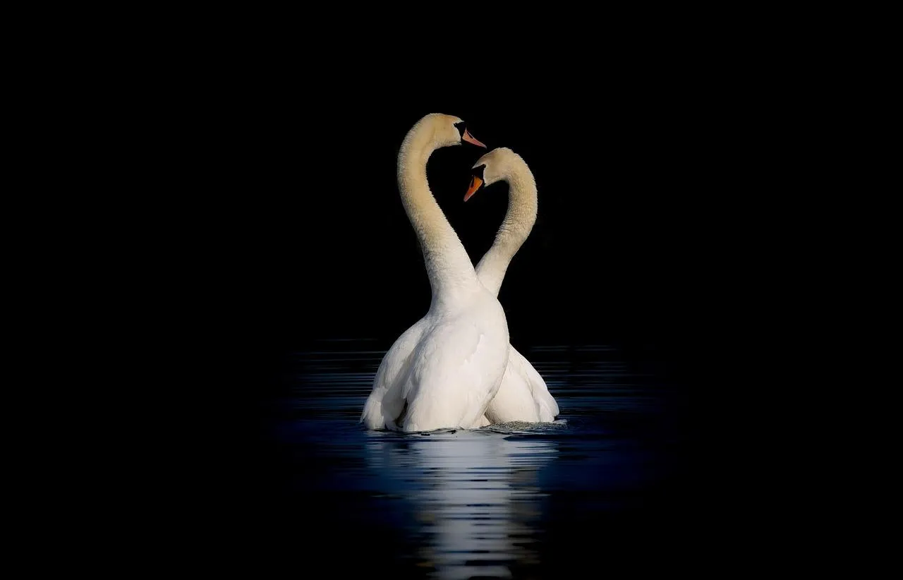 Pair of White Swans Swimming Together on Dark Water