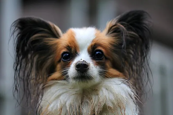 Papillon Puppy with Muddy Nose and Wet Fur Staring Wallpaper