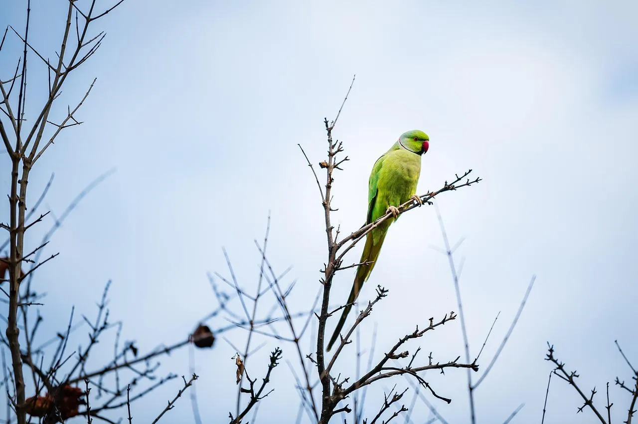 Parakeet Sitting on Branch with Blue Sky Wallpaper