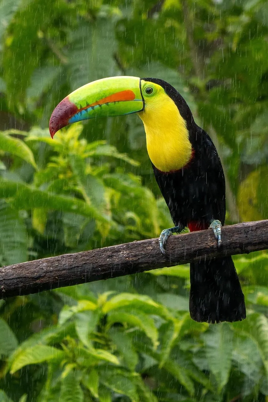 Parrot perched on a branch in the tropical forest Wallpaper