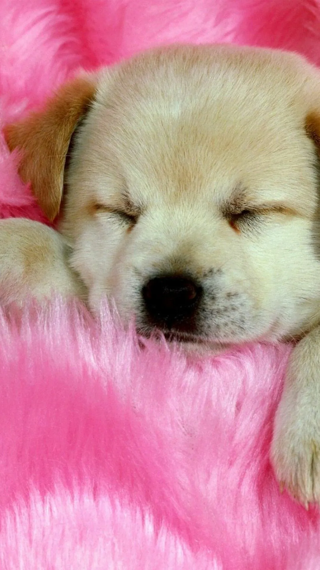 Peaceful Puppy Sleeping Deeply on a Soft Bright Pink Blanket