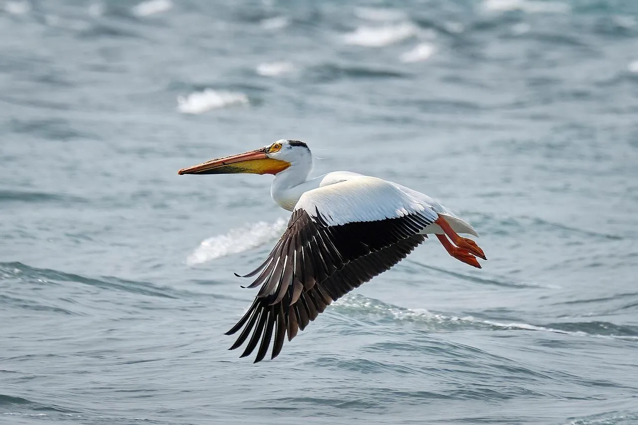 Pelican Resting on a Wooden Post Above the Water Wallpaper
