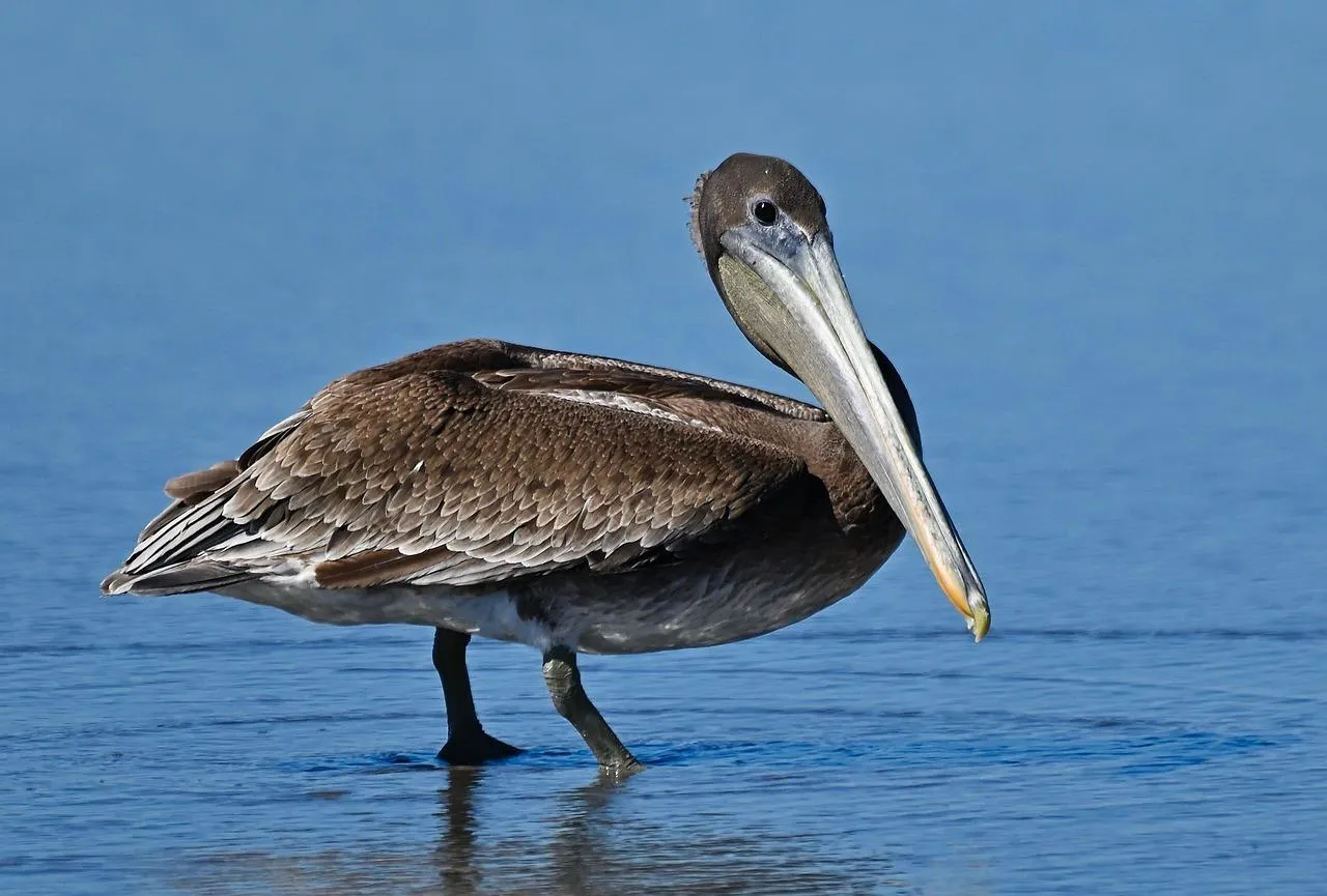 Pelican Standing on Shore by Blue Water