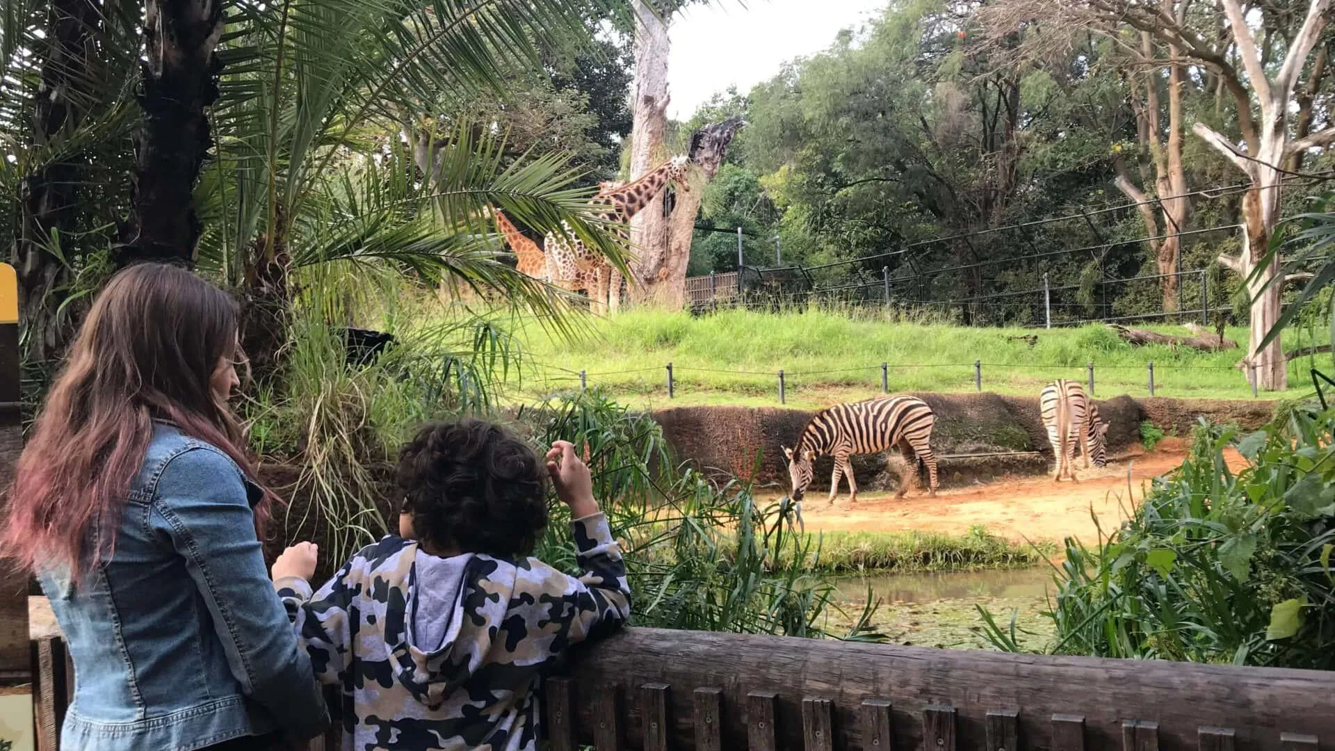 People Watching Deer in a Forest During Daylight Wallpaper