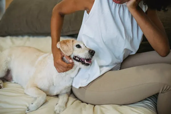 Person Cuddling White Labrador Retriever Resting on Sofa