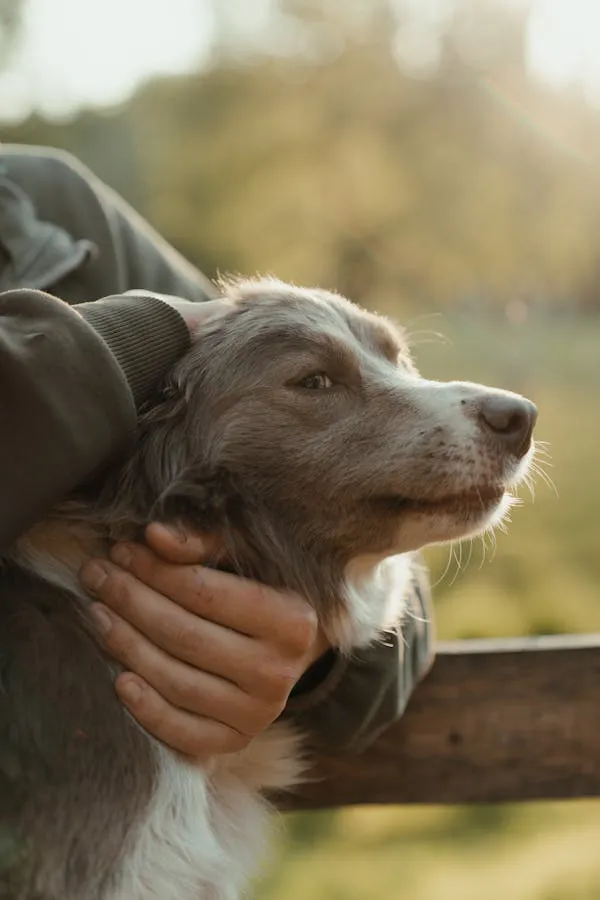Person Gently Holding a Dog in Warm Evening Light Image