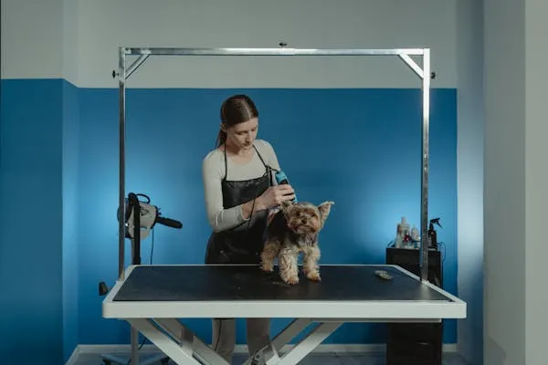 Person Grooming a Dog in Professional Pet Grooming Salon