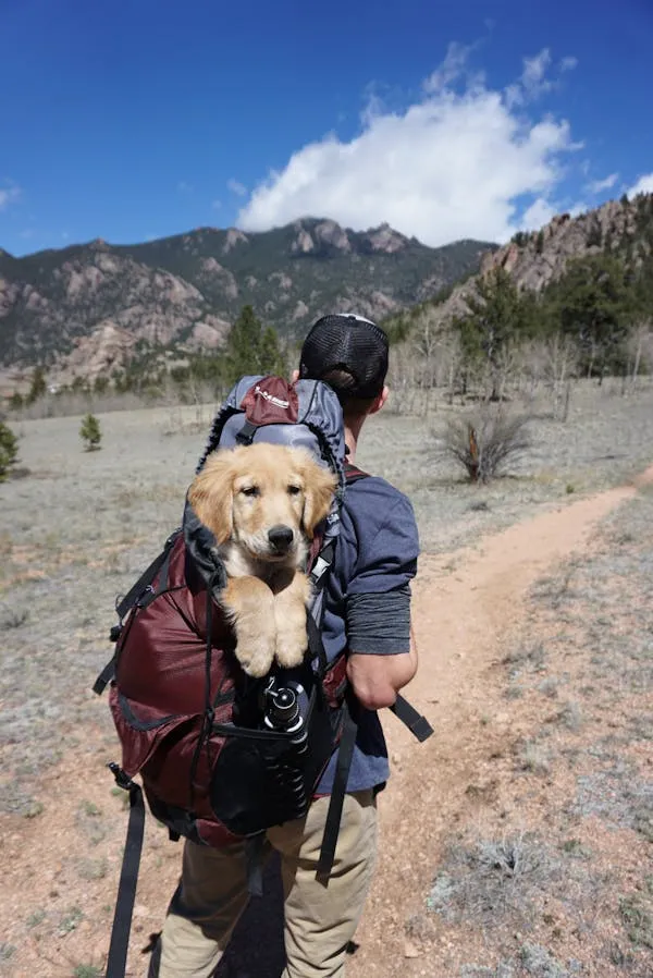 Person Hiking with a Puppy in Backpack on a Mountain Path