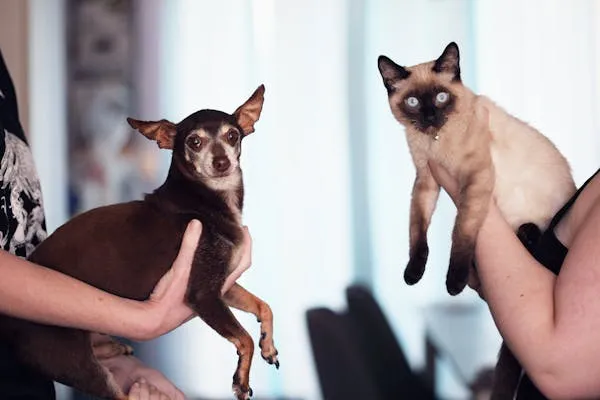Person Holding a Chihuahua and a Siamese Cat at Home Image