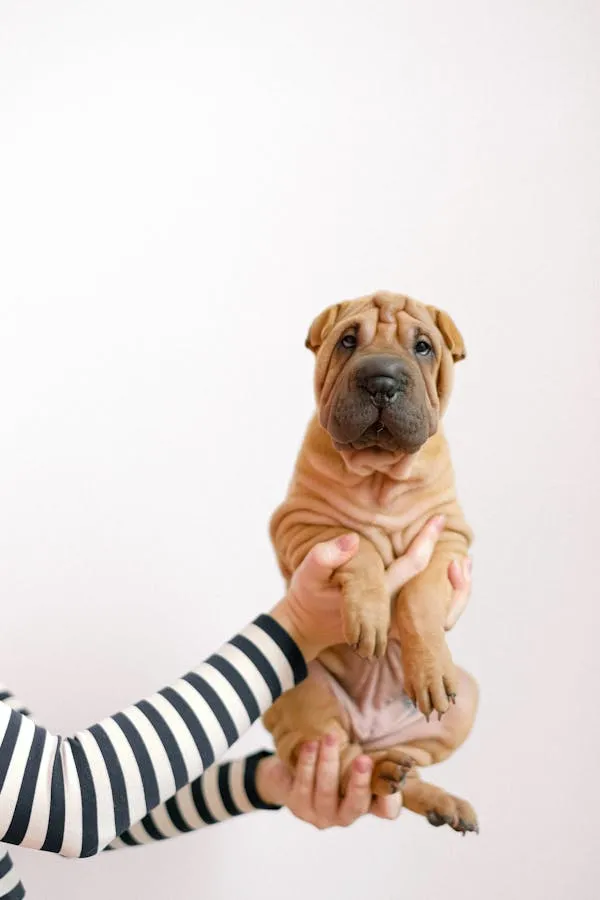 Person Holding Adorable Wrinkled Puppy on a White Wall