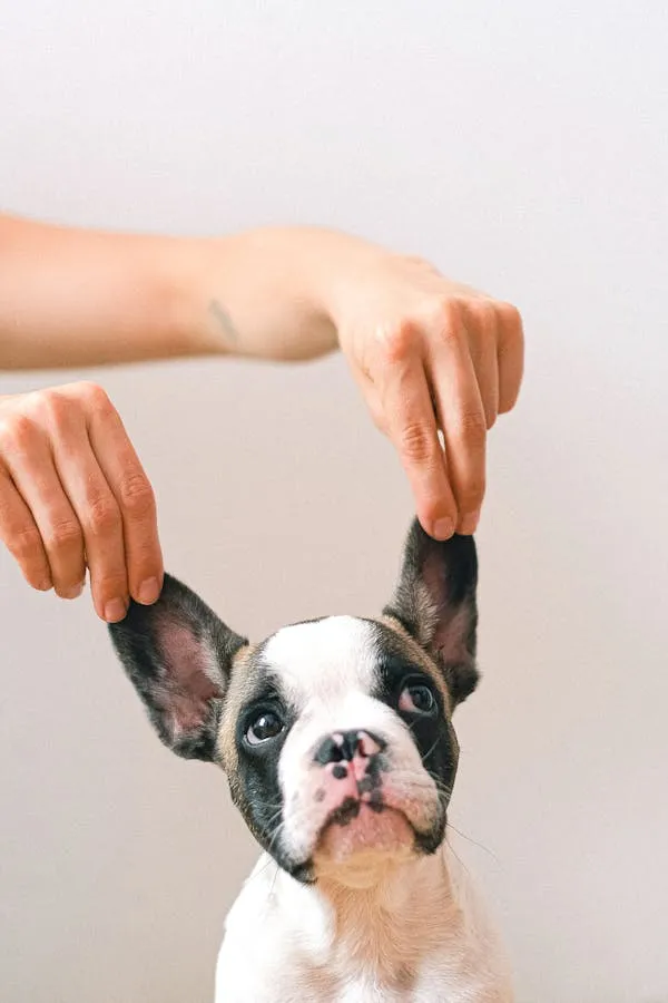 Person Holding Cute Boston Terrier Puppy By its Floppy Ears