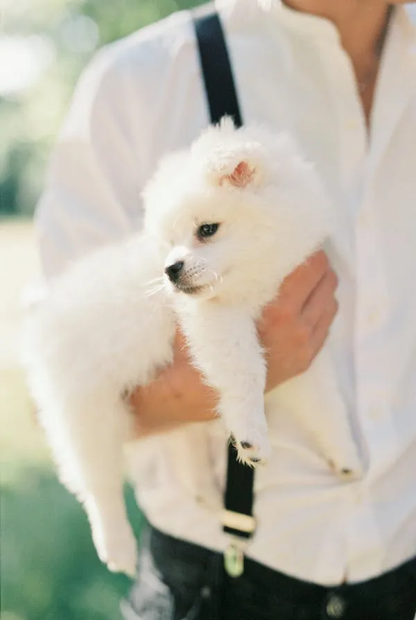 Person Holding Small White Fluffy Dog in Hands Wallpaper