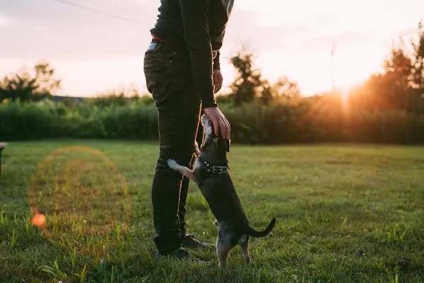 Person Playing with a Dog on a Grassy Field During Sunset