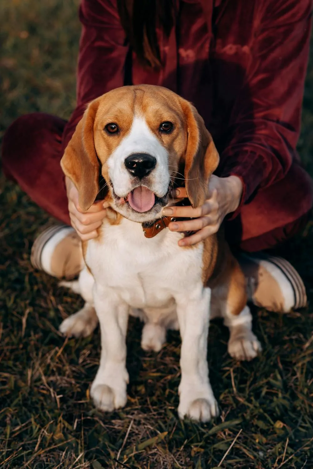 Person Sitting and Holding a Puppy and Posing For the Camera