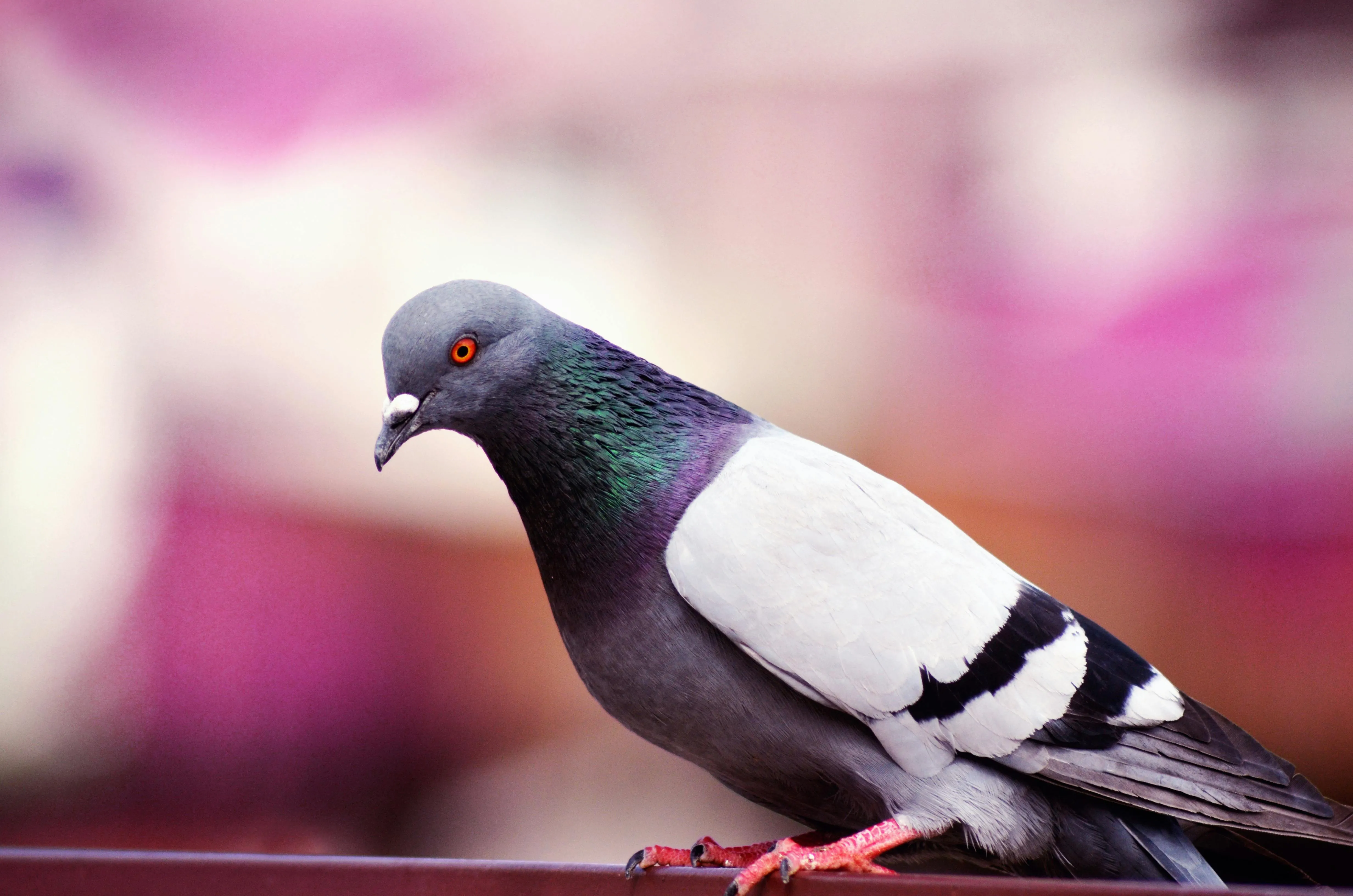 Pigeon Perched Calmly on Branch in Urban Setting Wallpaper