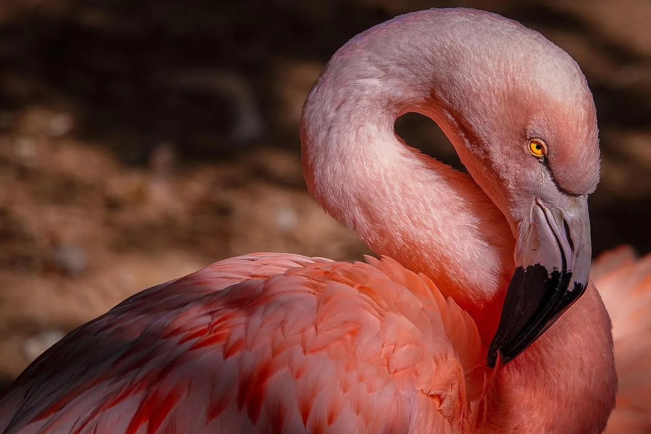 Pink Flamingo Resting with Head Curled Behind Wing
