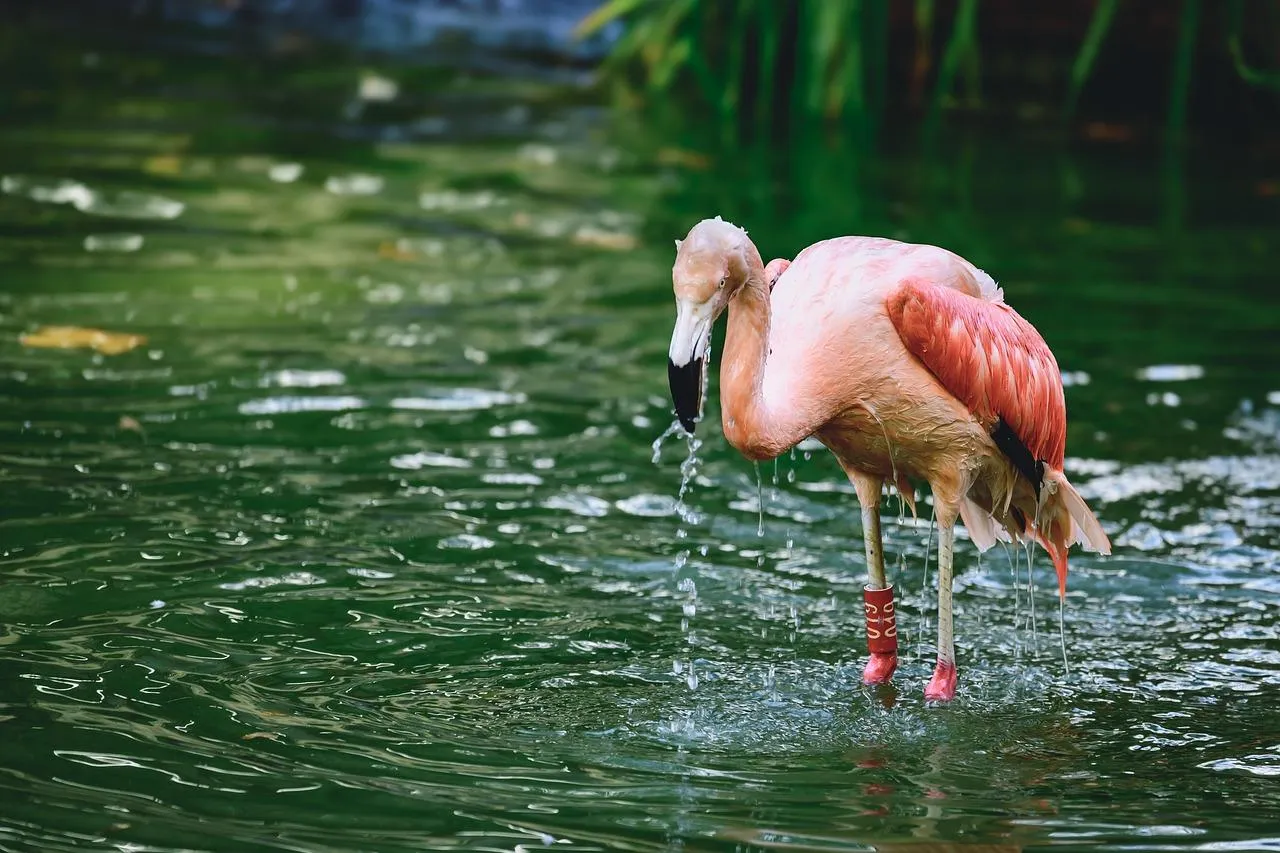 Pink Flamingo Standing in Shallow Water Pond Wallpaper