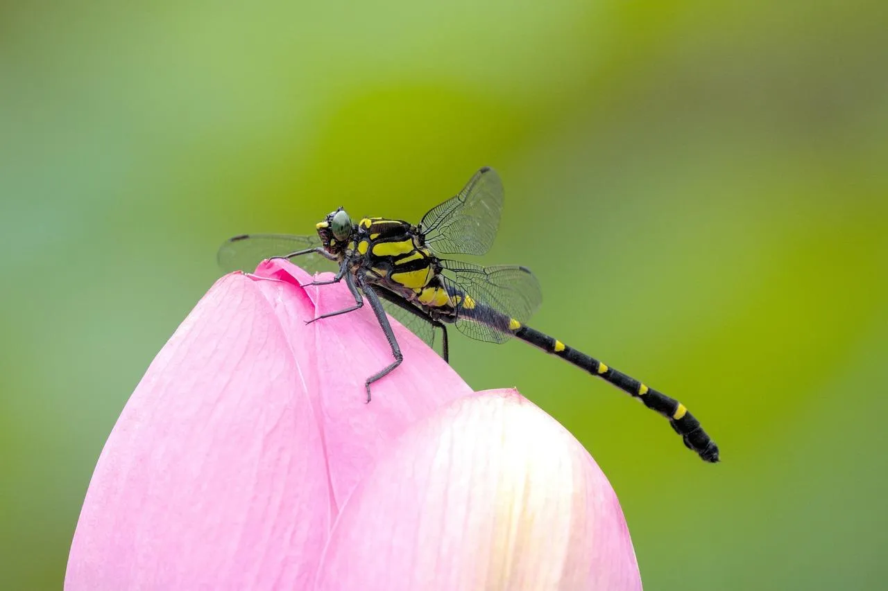 Pink Flower with Small Insect Resting on Petal Wallpaper