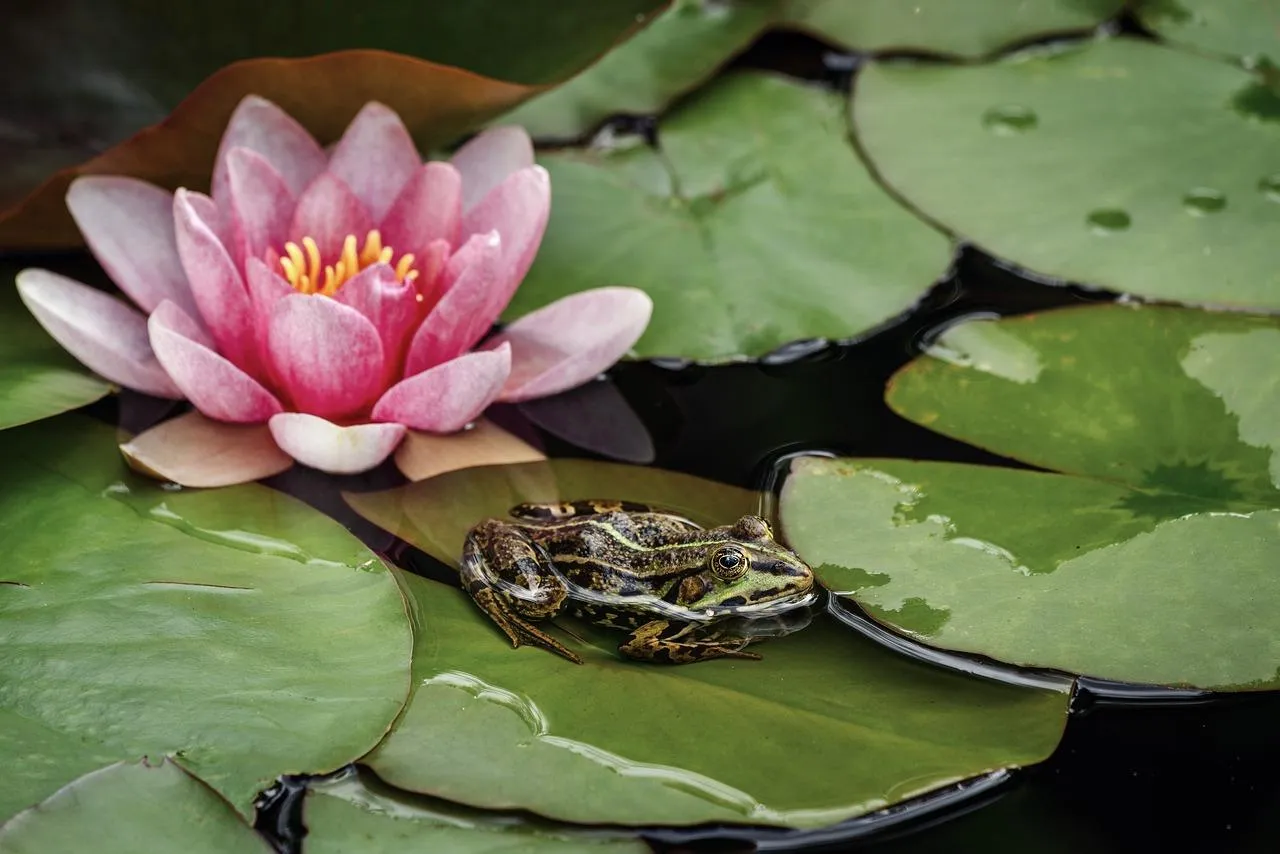 Pink Lotus Flower Floating on Pond Surface Wallpaper