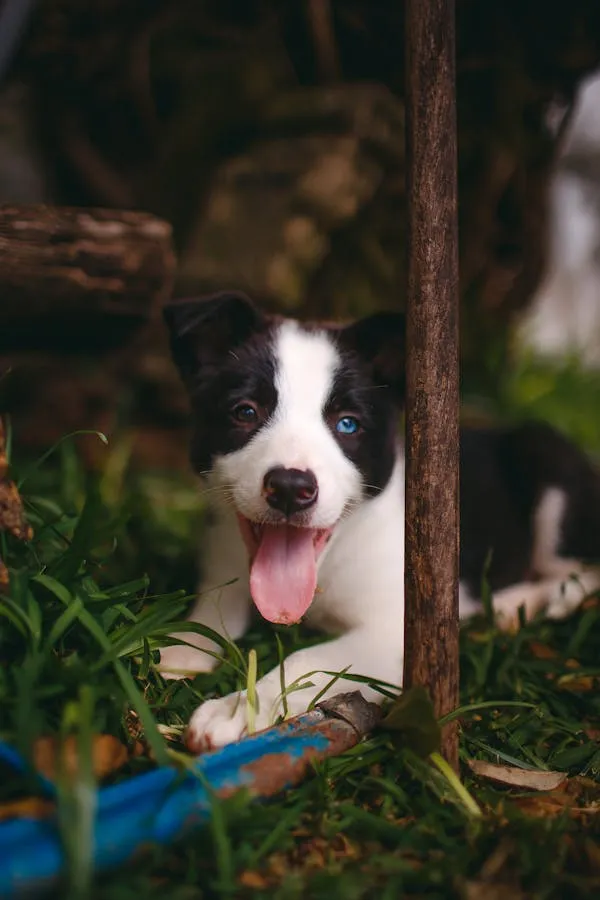 Playful Black and White Puppy Lying in the Grass Wallpaper