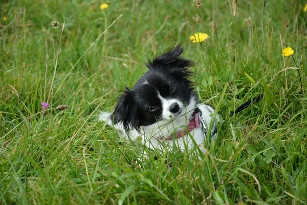 Playful Black and White Puppy Sitting in a Green Field