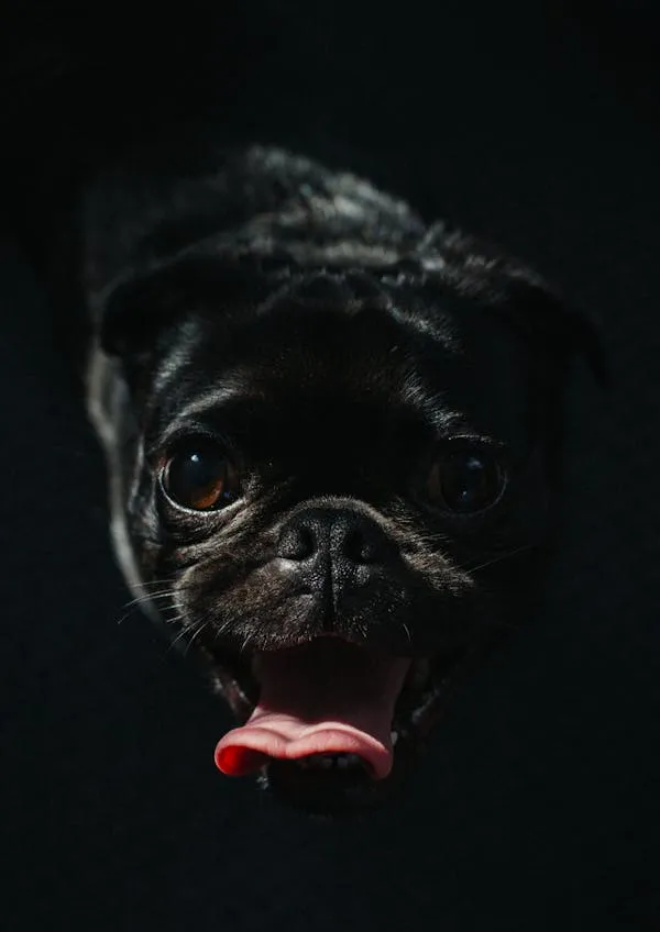 Playful Black Puppy with Tongue Out in Dramatic Lighting