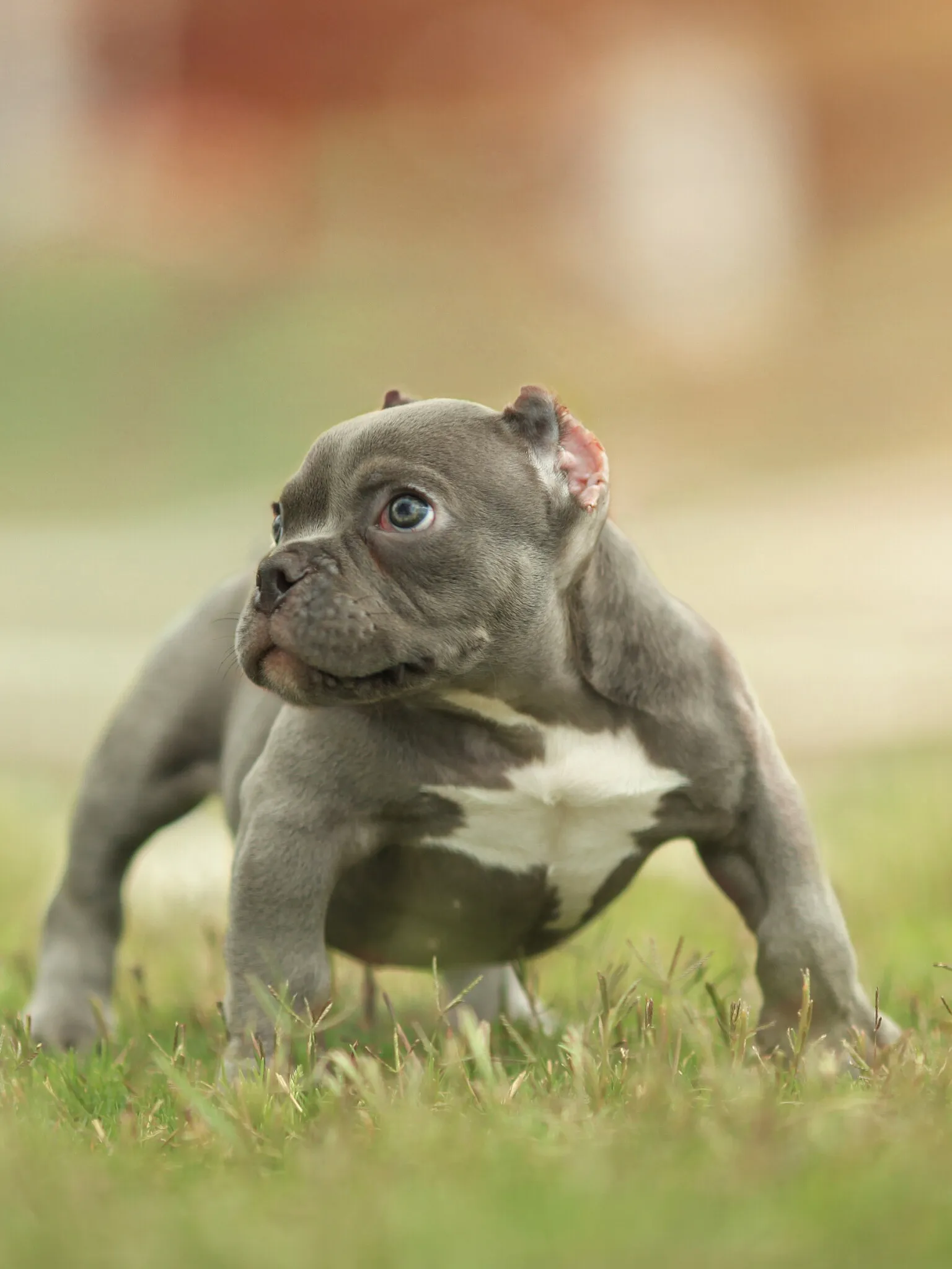 Playful Bulldog Puppy Standing Across a Grassy Backyard Area