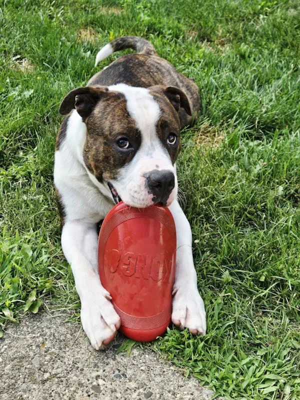 Playful Dog Chewing on Red Frisbee on a Grass Field Image