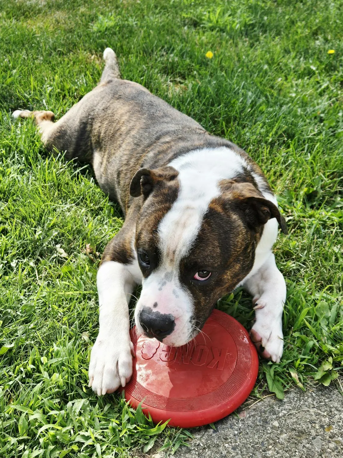 Playful Dog Lying on Grass Chewing on a Bright Red Frisbee