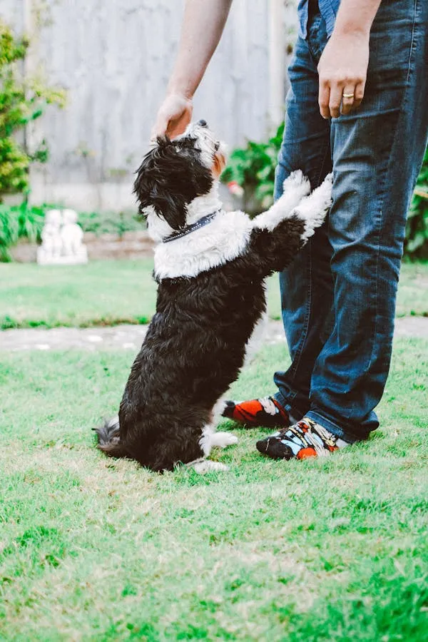 Playful Dog Standing on Two Legs Beside a Human Wallpaper