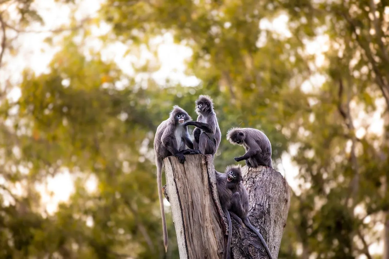 Playful Dusky Leaf Monkeys Grooming on Tree Trunk Outdoors